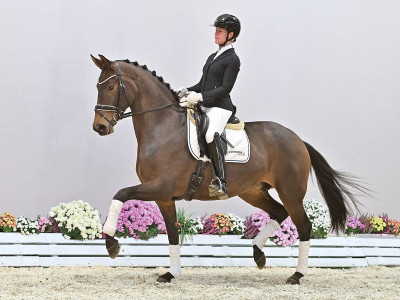 Daria AK — OLDBG · Stallion · 6y