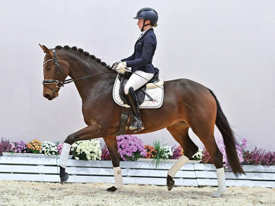 A-Giovanna — OLDBG · Stallion · 5y
