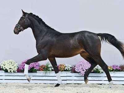 Silver Dream BH — Oldenburger · Stallion · 3y