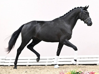 Felician P — Hanoverian · Stallion · 3y
