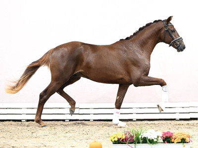 Dutch Dancer — Oldenburger · Stallion · 3y