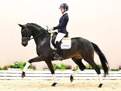 Charleen — Stallion · 4y