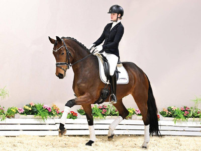 First Choice — Stallion · 4y