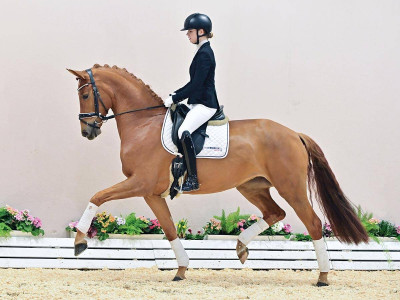 Feine Elfendiva — Stallion · 3y