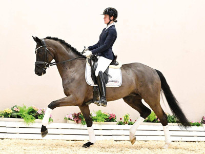 Füchtels Bonny — Oldenburger · Gelding · 4y