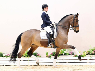 Bailanda — Stallion · 10y