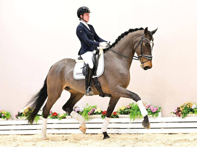 Selina BS — Oldenburger · Mare · 5y