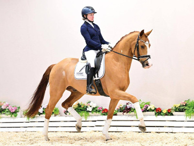Bon Bueno K — Gelding · 4y