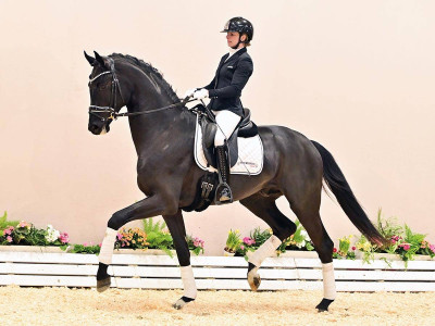 Sir Donnerhall I / Bretton Woods — Gestüt Lewitz 
                                                                                                                            49439 Steinfeld · Stallion · 3y