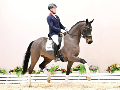 Kingsley — Gelding · 3y