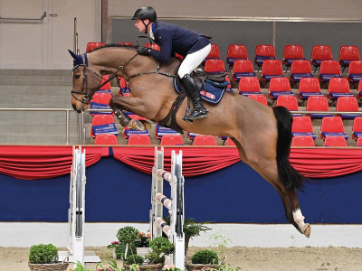Casco V Van't Vehnemoor — Gelding · 6y