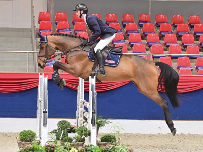 Nouzelle Z — Zangersheide Reitpferd · Mare · 5y
