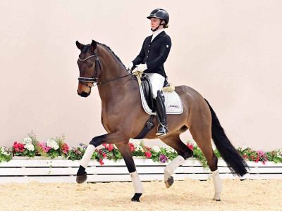 Friesland GI — OLDBG · Gelding · 5y