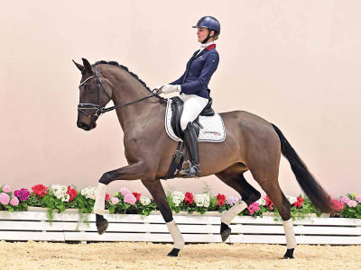 Gritt's Perfect AK — OLDBG · Stallion · 4y