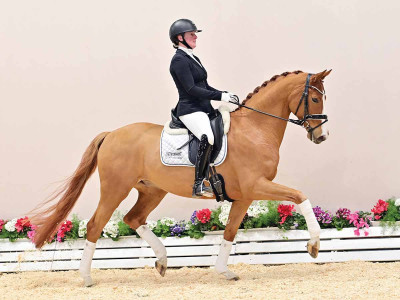 Be Gold Vor Dem Moore — OLDBG · Gelding · 5y