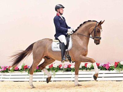 Bon Vivant Ballante — OLDBG · Gelding · 4y