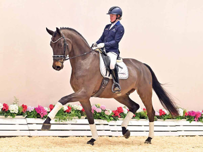 Herzenswunsch GE — OLDBG · Gelding · 7y