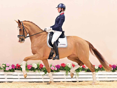Zalandra — OLDBG · Stallion · 4y