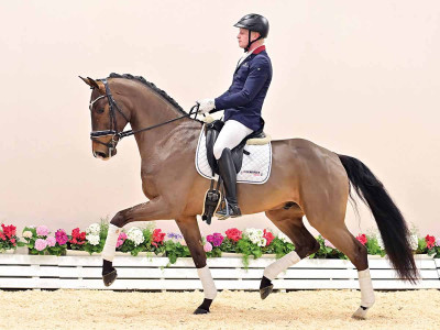 Belmondo Blue — OLDBG · Gelding · 5y