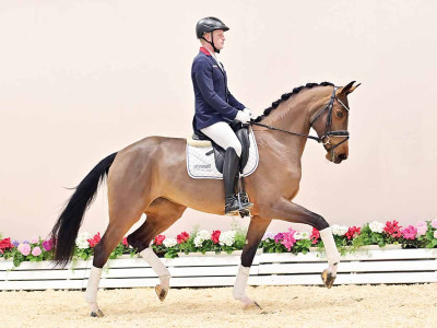 Farafina G — OLDBG · Stallion · 5y
