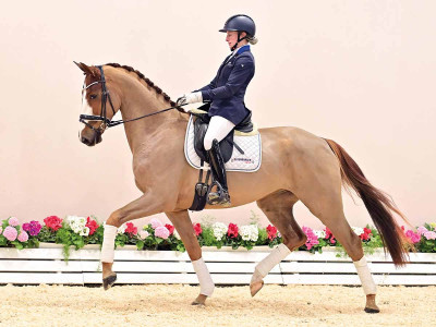 De Janeiro GI — OLDBG · Gelding · 5y