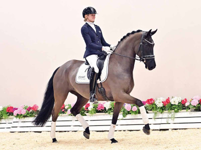 First Lady Van Hof Ter Wilde — OLDBG · Stallion · 5y