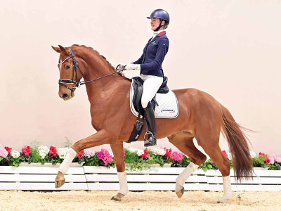 Feinsinn — OLDBG · Gelding · 5y