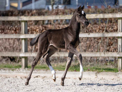 Vie D'Excellence — OLDBG · Stallion · 1y
