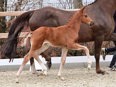 Dynamique Renard — OLDBG · Mare · 1y