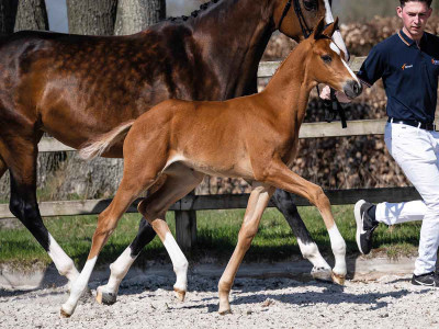 Vicky Litchy US — OLDBG · Stallion · 1y