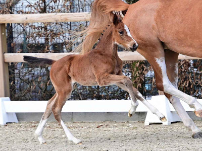 Cornet`s Euphorie — OLDBG · Stallion · 1y