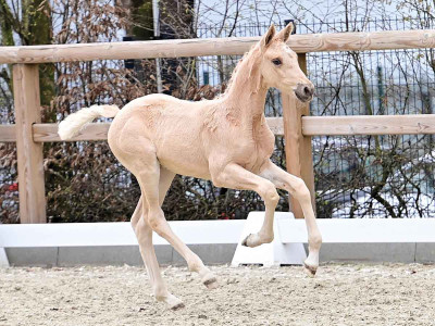 Orpoulin — OLDBG · Stallion · 1y
