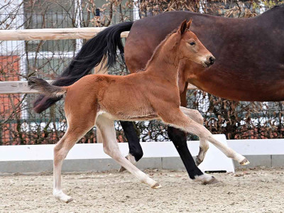 Zaristo — OLDBG · Mare · 1y