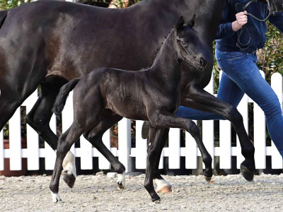 Savage Love — OLDBG · Stallion · 1y