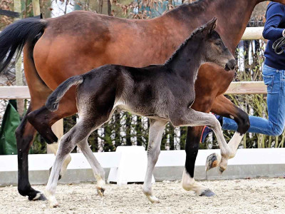 Étoile Princière — OLDBG · Stallion · 1y