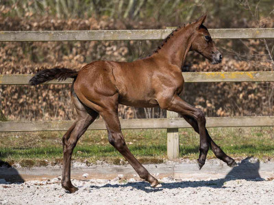 Viva Girl — OLDBG · Stallion · 1y
