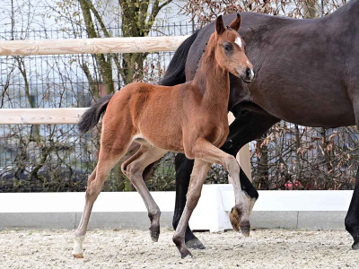 Delilah — OLDBG · Stallion · 1y