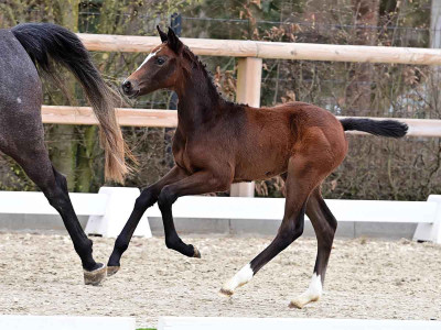 Casa Mia — OLDBG · Stallion · 1y
