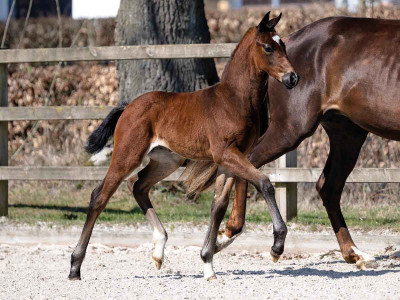Vivi-Lou — OLDBG · Stallion · 1y