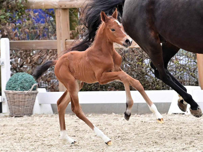 Discreetly Touch — OLDBG · Stallion · 1y