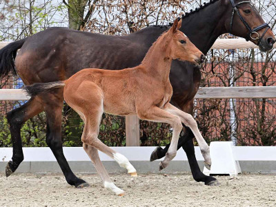 Zinedeern — OLDBG · Stallion · 1y