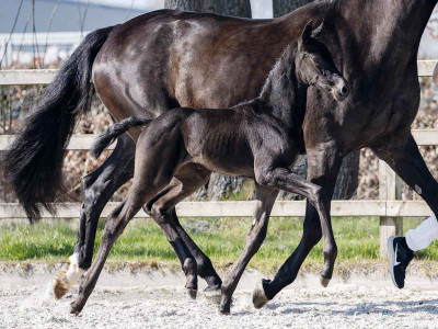 Viralien — OLDBG · Stallion · 1y