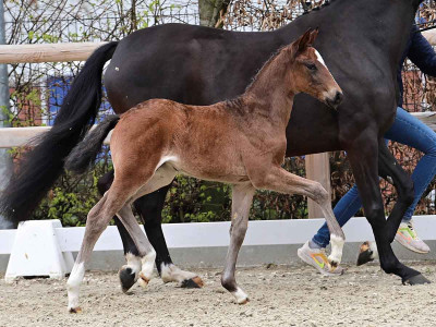 Extraklasse — OLDBG · Stallion · 1y