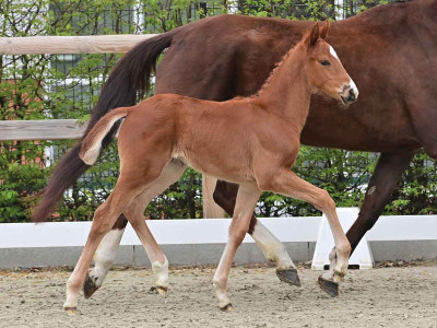 Elisa — OLDBG · Stallion · 1y