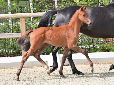 Paleira — OLDBG · Stallion · 1y