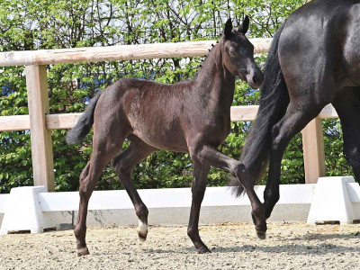 Lady Emilia AK — OLDBG · Stallion · 1y