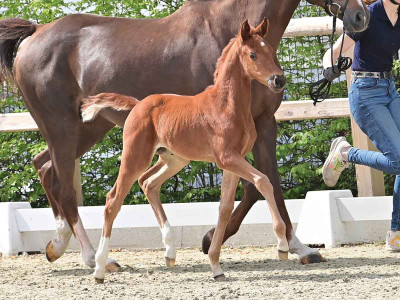 Firanja — OLDBG · Stallion · 1y