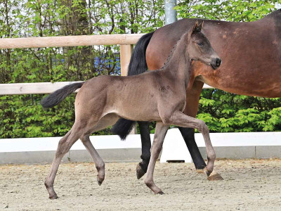 Elementary — OLDBG · Stallion · 1y