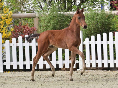 Fenda Me — OLDBG · Stallion · 1y