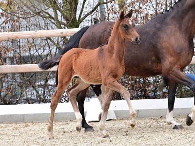 Woodlander Dark Dancer — OLDBG · Mare · 1y